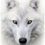 White x Wolf97